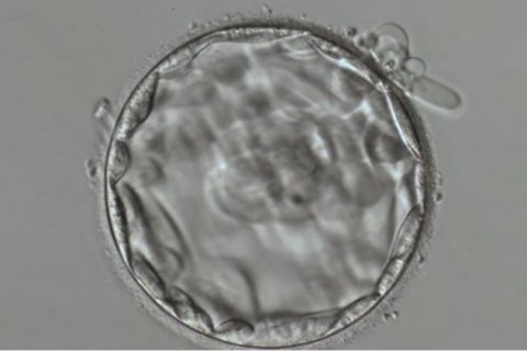 Criopreservação de embriões